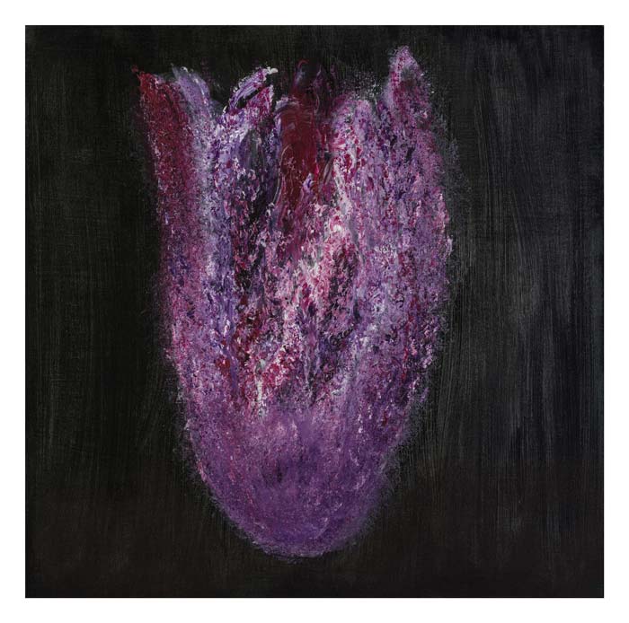 Magenta en violette tulp 50 op 50 cm | Te Koop